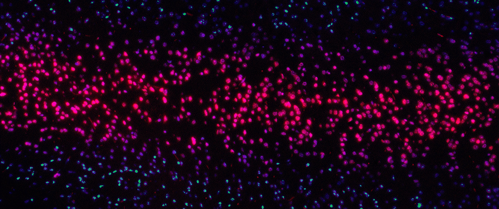 Build Docker images faster using build cache banner